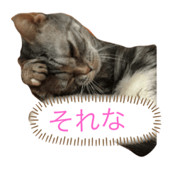 かわいい動物たちだお