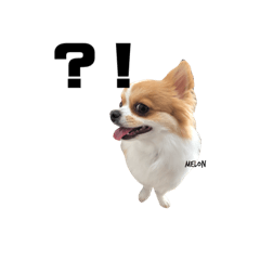melon01