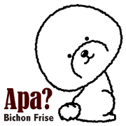 Bichon Frise dog(Indonesia)