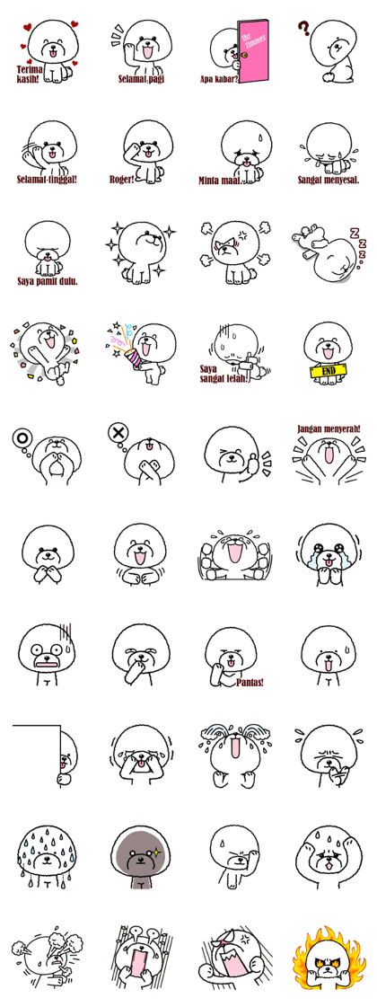 Bichon Frise dog(Indonesia)