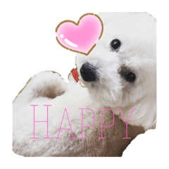 toy poodle happy