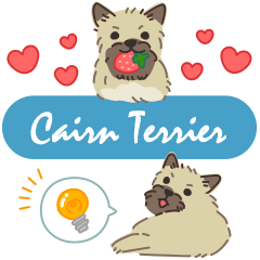Cairn Terrier - Wheten [eng]