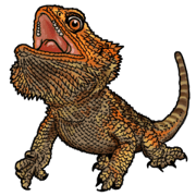 Pogona Gekko Turtle Pogona Gekko Turtle