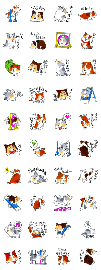 Come on Sheltie. Come on Sheltie.