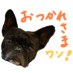 BUHI french Bulldog Coco!!