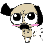 Pug dog ! Coron Pug dog ! Coron