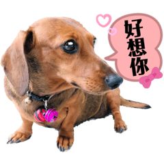 橄欖球 小將