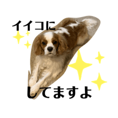 Greeting from the cavalier Pepe