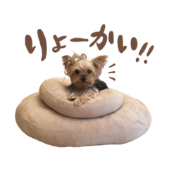 mugichan_dog