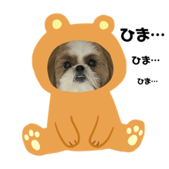 shih tzu dog moka