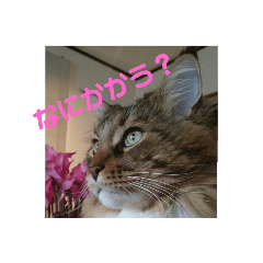 moko_202005092317161