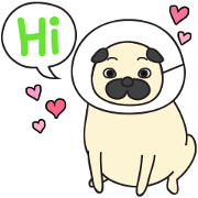 Chubby Puggy Chubby Puggy