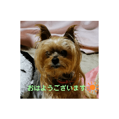 Chappy_20200510122125