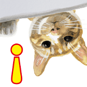 Cats, nothing special, in Spanish Cats, nothing special, in Spanish