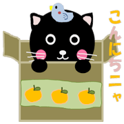 "Yuuchan" of a black cat "Yuuchan" of a black cat