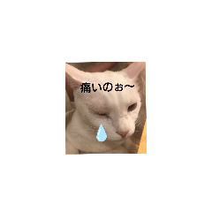 kazumi_20200510163020