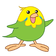 Sweet Budgerigar Sweet Budgerigar