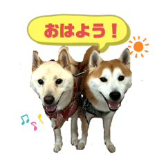 Lovely Shiba Genji&Tamao