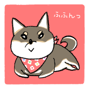 Black Shiba Toco-chan