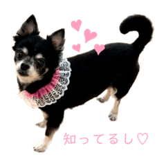 ponzu-the black chiwawa-