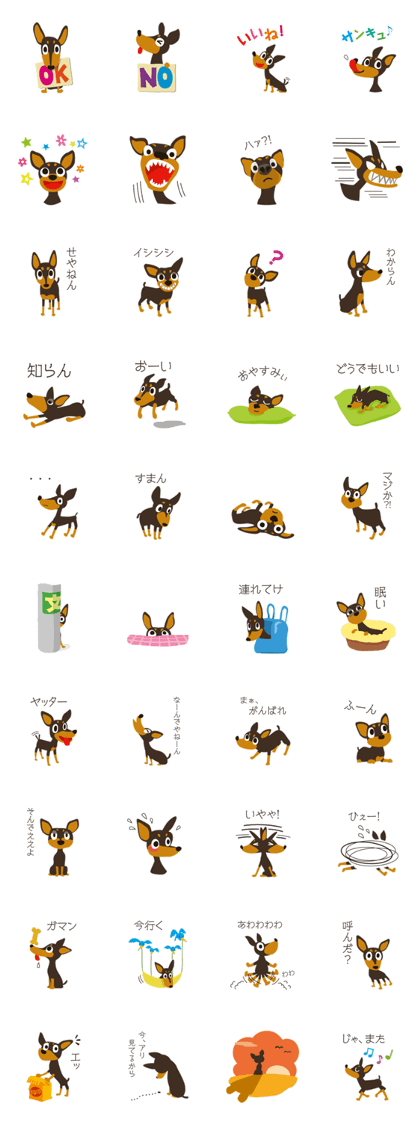 Happy Miniature Pinscher