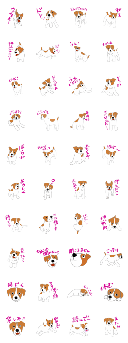 active dog, Jack Russell Terrier