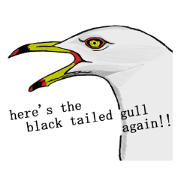 here the black tailed gull again!!