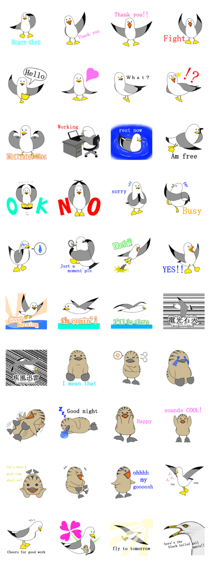 here the black tailed gull again!!