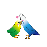 Parakeet genius Parakeet genius