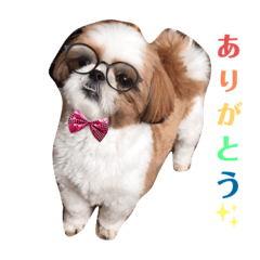 Shih Tzu dog 29