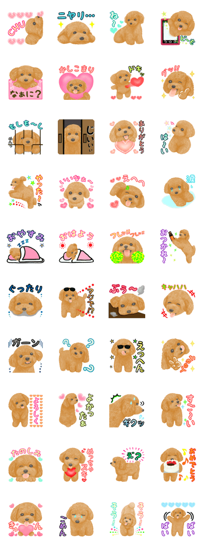 Toy Poodle & Toy Poodle Toy Poodle & Toy Poodle