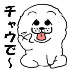 White Chow Chow dog, Chow-zou