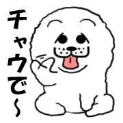 White Chow Chow dog, Chow-zou