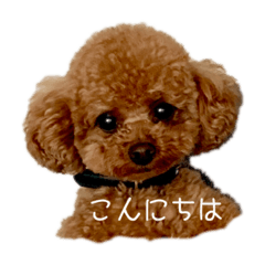 toy poodle  Rossi