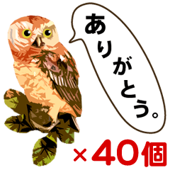 40 Owls_vol.2