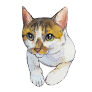 Hina of the cat.