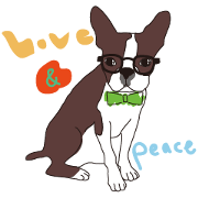 Friendly Boston Terrier