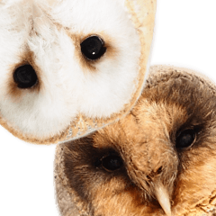 Barnowl Marry and Parry
