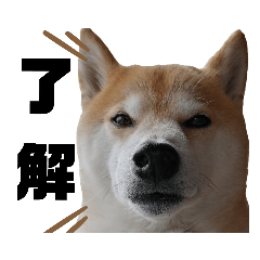 Mame no nichijokaiwa