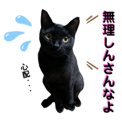 Hiroshima dialect that cat and cat talk