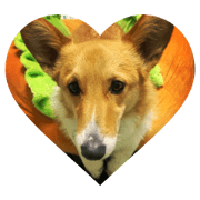 Corgi*ChaCha