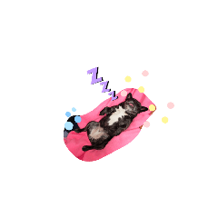 French Bulldog Ganko