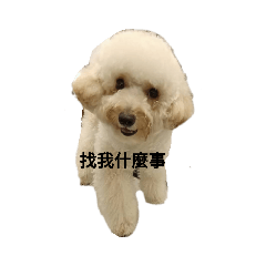 憨寶奶球的生活