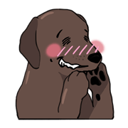 Solo the Labrador Retriever