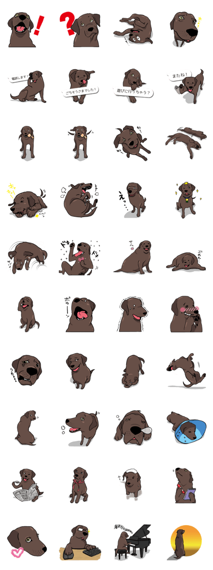 Solo the Labrador Retriever