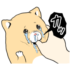 สติ๊กเกอร์ไลน์ Crying cat Ki-chan's animation