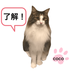 COCO  (1)