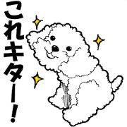 toy poodle Dog