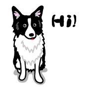 Border Collie OREO Border Collie OREO