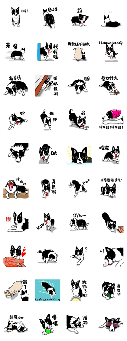 Border Collie OREO Border Collie OREO